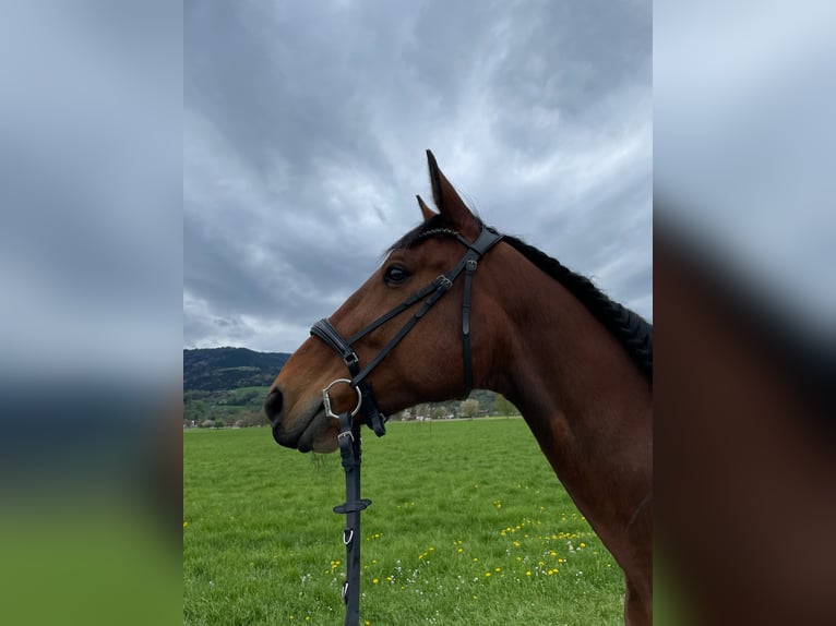 Duitse draver Ruin 10 Jaar 170 cm Bruin in Aying
