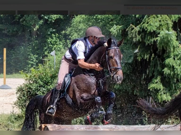 Duitse draver Ruin 11 Jaar 170 cm Donkerbruin in Bassum