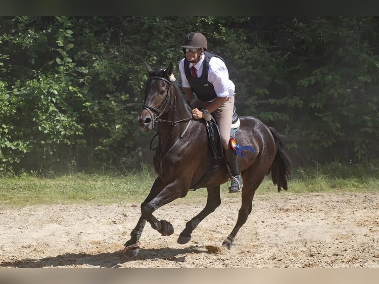 Duitse draver Ruin 11 Jaar 170 cm Donkerbruin in Bassum