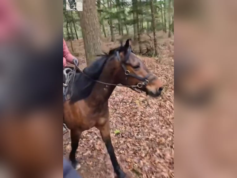 Duitse draver Ruin 12 Jaar 163 cm Bruin in Beek