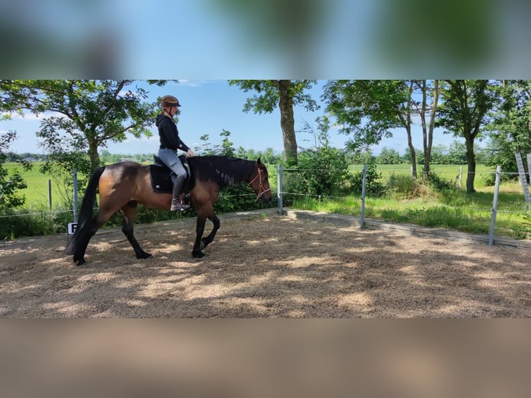 Duitse draver Ruin 13 Jaar 163 cm Bruin in Breklum