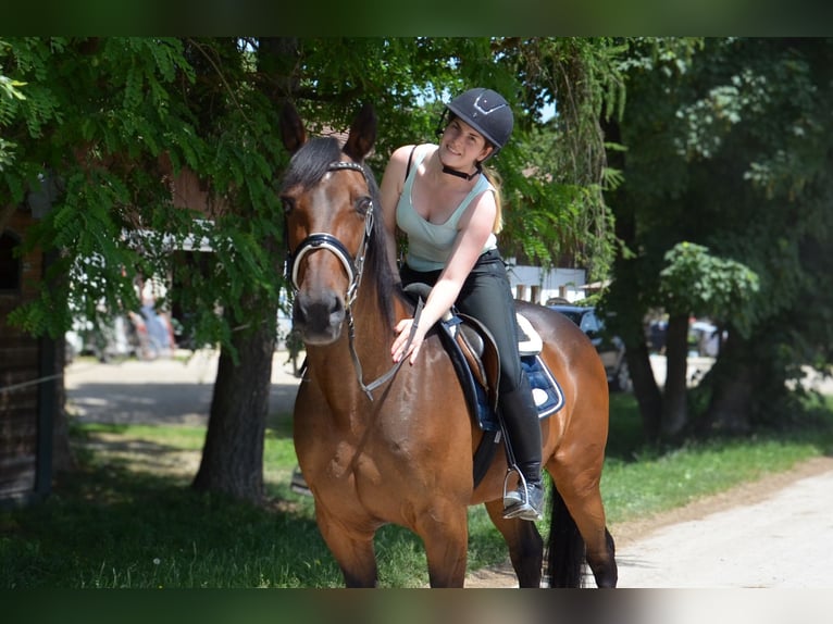 Duitse draver Ruin 14 Jaar 157 cm Bruin in Sauerlach