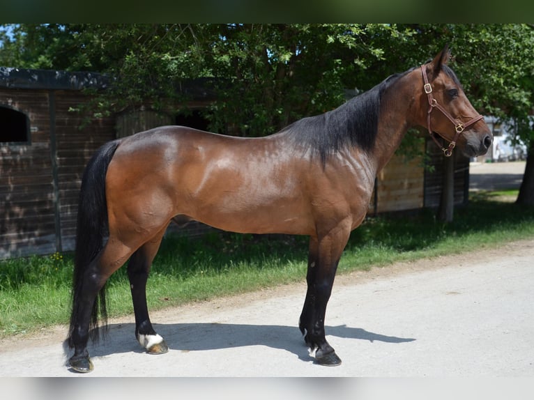 Duitse draver Ruin 14 Jaar 157 cm Bruin in Sauerlach