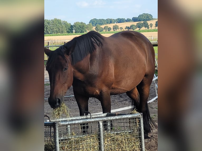 Duitse draver Ruin 14 Jaar 164 cm Bruin in Otter