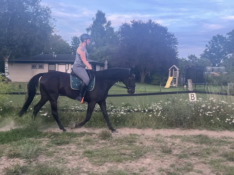 Duitse draver Ruin 14 Jaar 164 cm Zwart in Tolkamer