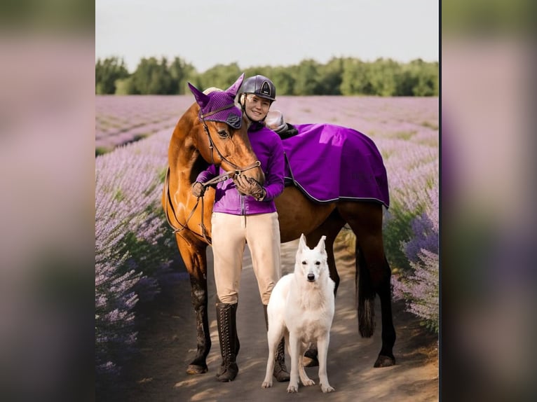 Duitse draver Mix Ruin 15 Jaar 157 cm Donkerbruin in Aalsmeer