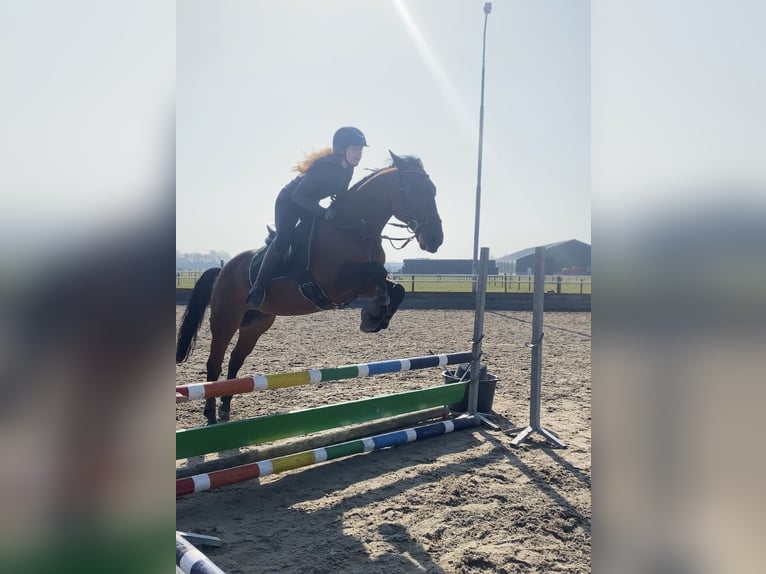 Duitse draver Mix Ruin 15 Jaar 157 cm Donkerbruin in Aalsmeer