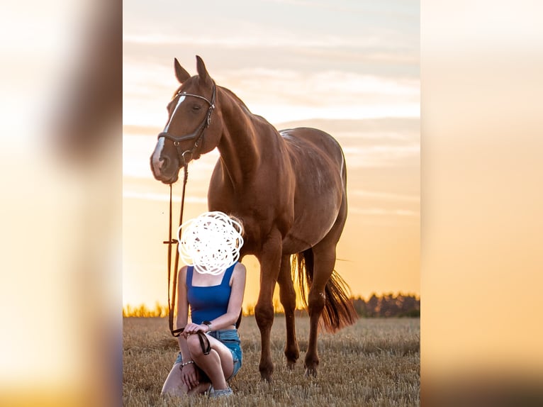 Duitse draver Ruin 15 Jaar 165 cm Vos in Ziethen