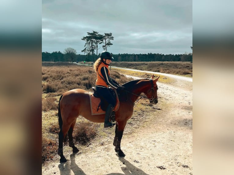 Duitse draver Mix Ruin 16 Jaar 157 cm Donkerbruin in Aalsmeer