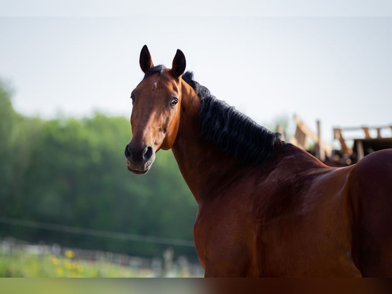 Duitse draver Mix Ruin 16 Jaar 157 cm Donkerbruin in Aalsmeer