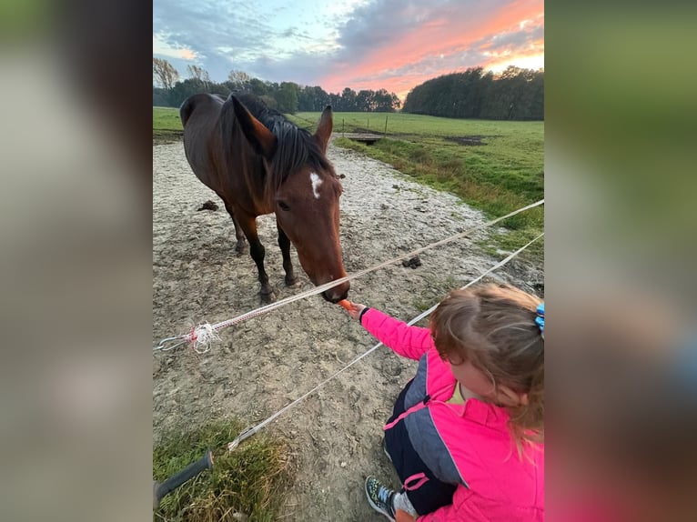 Duitse draver Ruin 16 Jaar 166 cm Bruin in Bassum