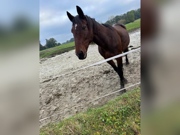 Duitse draver Ruin 16 Jaar 166 cm Bruin in Bassum