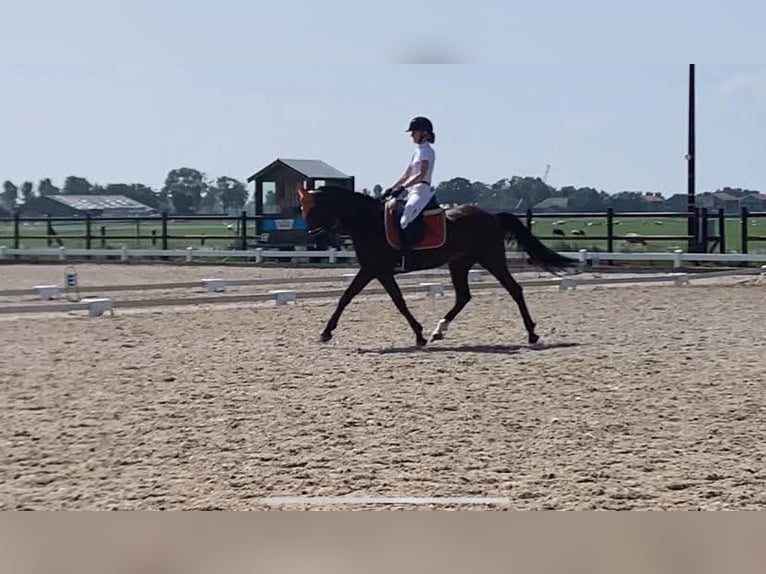 Duitse draver Ruin 17 Jaar 160 cm Bruin in Obdam