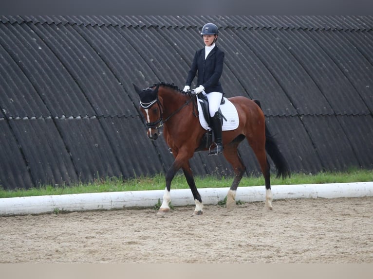 Duitse draver Ruin 17 Jaar 161 cm Bruin in Kottingbrunn