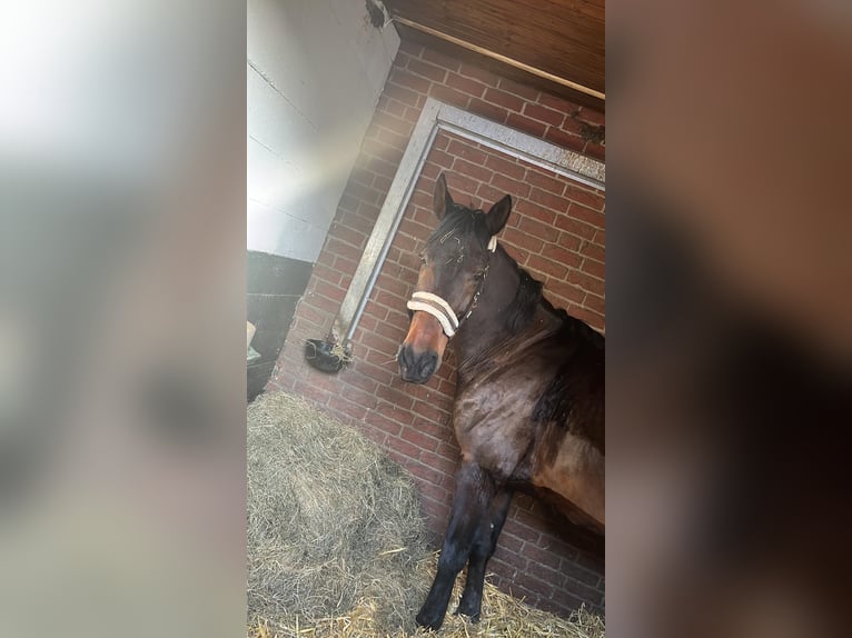 Duitse draver Ruin 17 Jaar 165 cm Bruin in Marschacht
