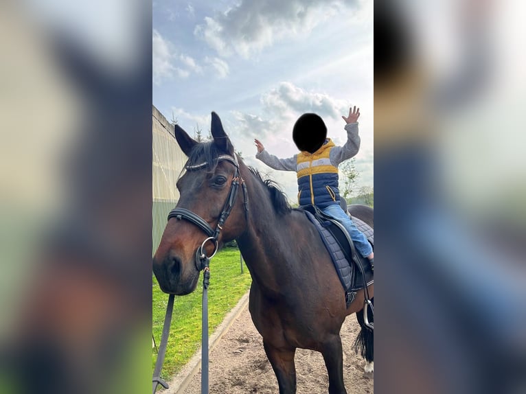 Duitse draver Ruin 17 Jaar 165 cm Bruin in Marschacht