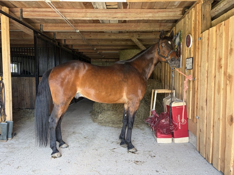 Duitse draver Ruin 18 Jaar 162 cm Bruin in Steubach