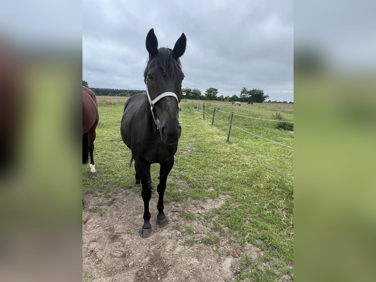 Duitse draver Ruin 18 Jaar 170 cm Zwartbruin in Neu Wulmstorf