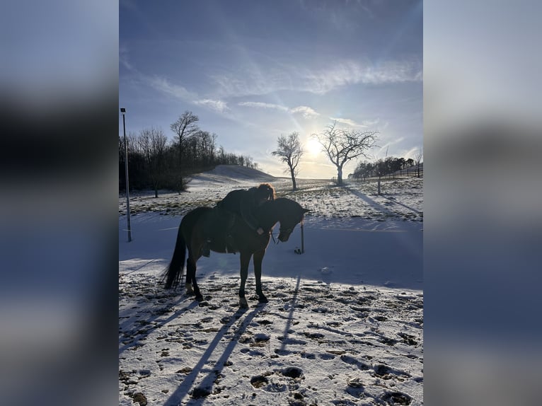 Duitse draver Ruin 19 Jaar 165 cm Donkerbruin in Langenzersdorf