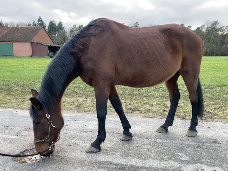 Duitse draver Ruin 23 Jaar 172 cm Bruin in Liebenau