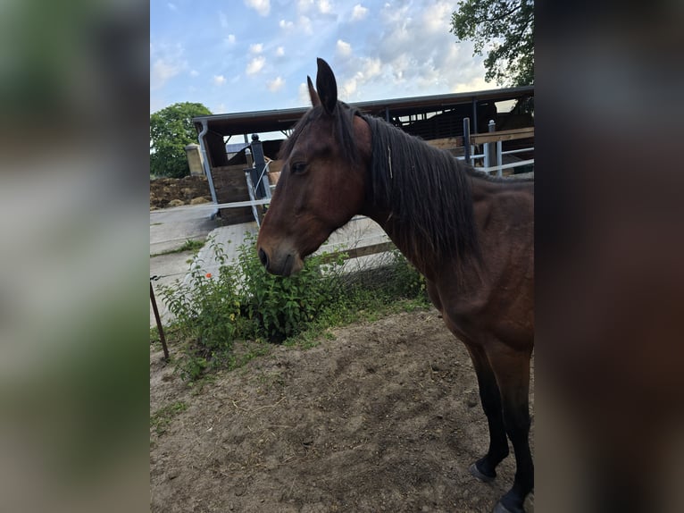 Duitse draver Ruin 2 Jaar 140 cm Donkerbruin in Gütersloh