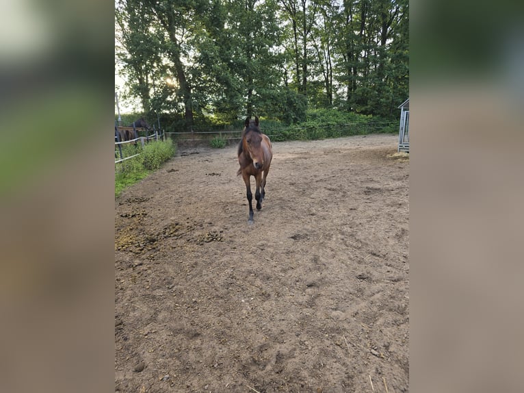 Duitse draver Ruin 2 Jaar 140 cm Donkerbruin in Gütersloh