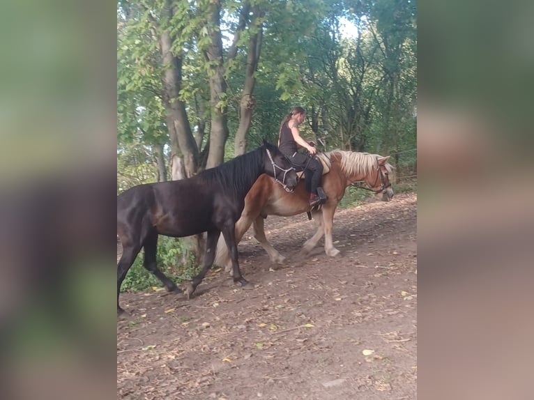 Duitse draver Ruin 4 Jaar 150 cm Zwart in Ahlsdorf