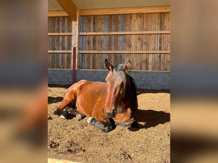 Duitse draver Ruin 4 Jaar 158 cm Bruin in Feuchtwangen