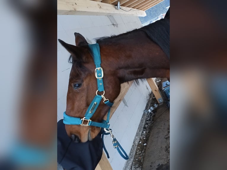 Duitse draver Ruin 4 Jaar 158 cm Bruin in Feuchtwangen