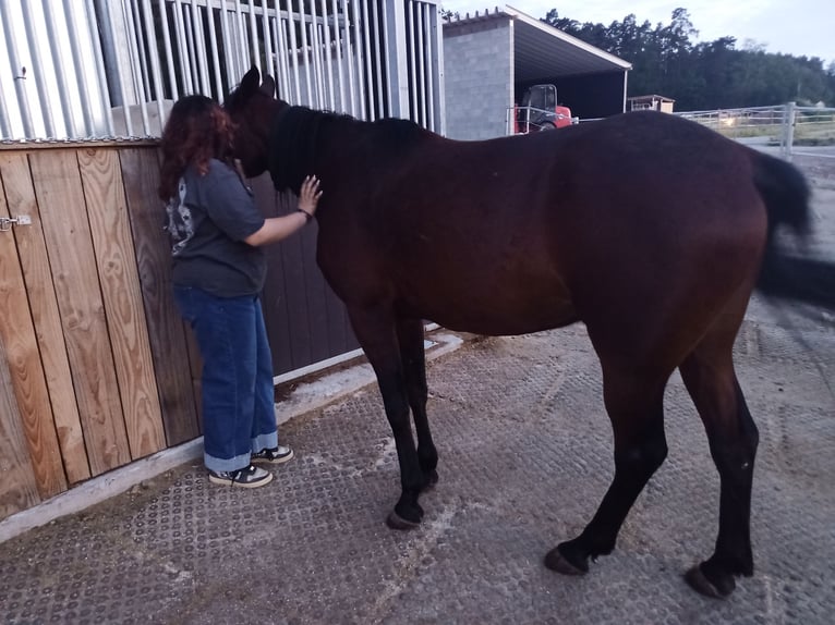 Duitse draver Ruin 4 Jaar 158 cm Bruin in Feuchtwangen
