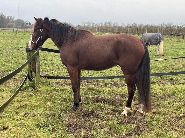 Duitse draver Ruin 4 Jaar 164 cm Donkere-vos in Tolkamer