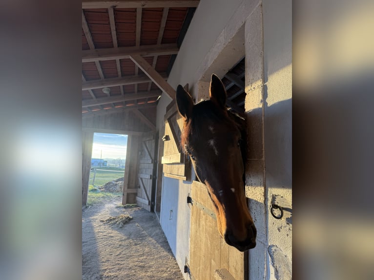 Duitse draver Ruin 4 Jaar 165 cm Bruin in Pößneck