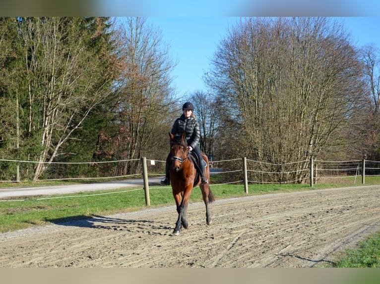 Duitse draver Ruin 5 Jaar 156 cm Bruin in Sauerlach