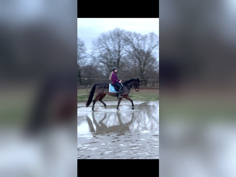 Duitse draver Ruin 5 Jaar 158 cm Bruin in Elmenhorst