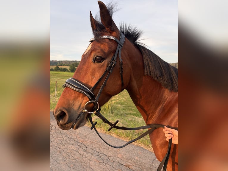 Duitse draver Ruin 5 Jaar 160 cm Bruin in Föritz