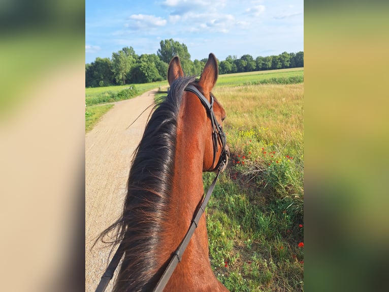 Duitse draver Ruin 5 Jaar 160 cm Donkerbruin in Potsdam