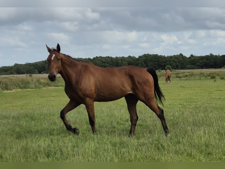 Duitse draver Ruin 5 Jaar 164 cm Bruin in Tolkamer