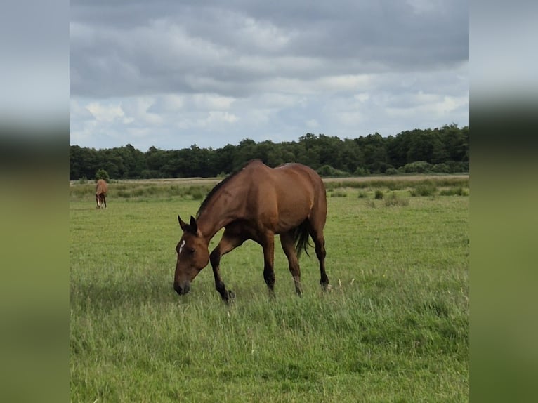 Duitse draver Ruin 5 Jaar 164 cm Bruin in Tolkamer