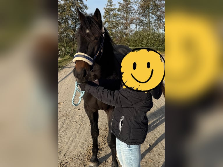 Duitse draver Ruin 5 Jaar 165 cm Donkerbruin in Geldern