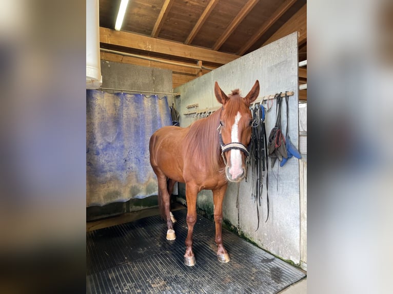 Duitse draver Ruin 5 Jaar 165 cm Vos in Bruckm&#xFC;hl