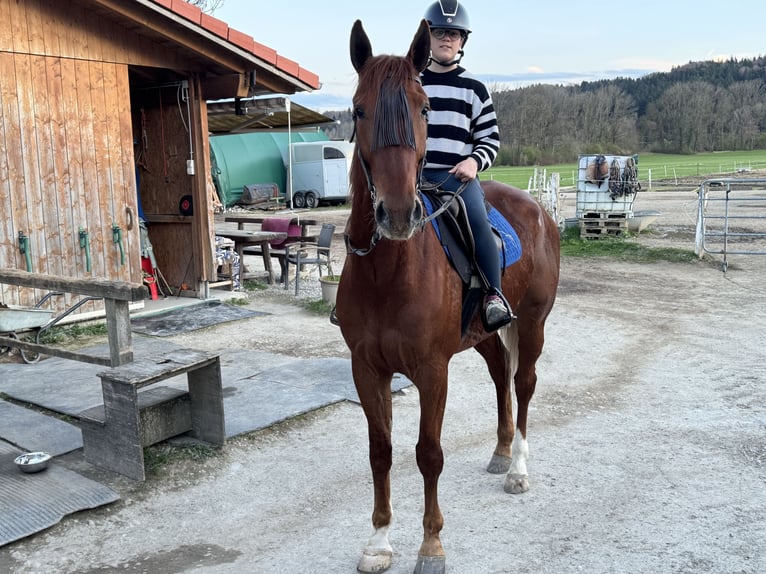 Duitse draver Ruin 5 Jaar 167 cm Vos in Bruckmühl