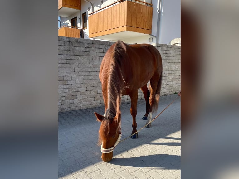 Duitse draver Ruin 6 Jaar 160 cm Vos in Bruckmühl