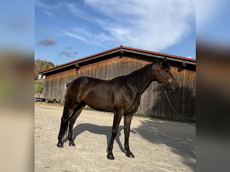 Duitse draver Ruin 6 Jaar 165 cm Donkerbruin in München