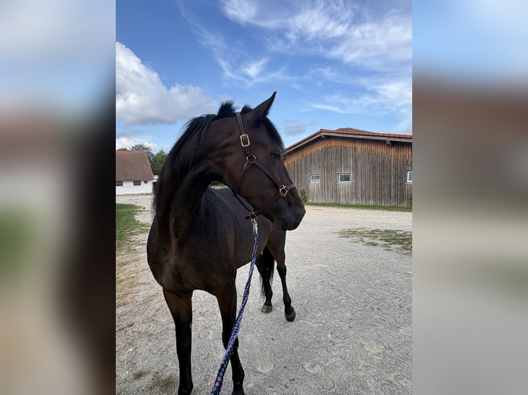 Duitse draver Ruin 6 Jaar 165 cm Donkerbruin in München