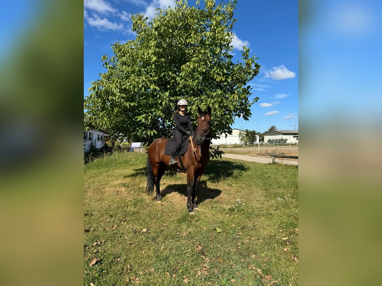 Duitse draver Ruin 6 Jaar 165 cm Donkerbruin in Neuenhagen