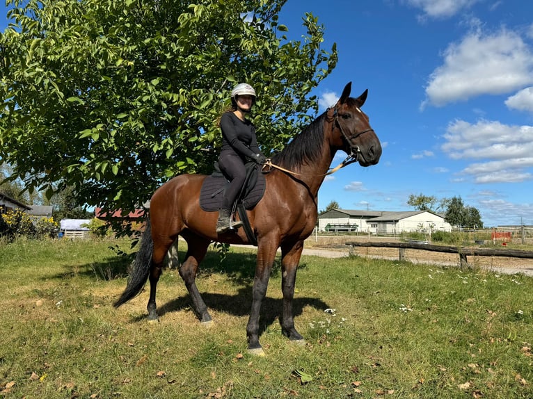 Duitse draver Ruin 6 Jaar 165 cm Donkerbruin in Neuenhagen