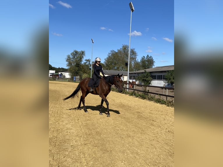 Duitse draver Ruin 6 Jaar 165 cm Donkerbruin in Neuenhagen