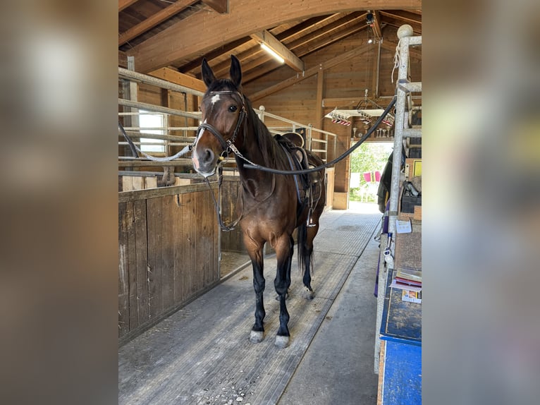 Duitse draver Ruin 6 Jaar 169 cm Donkerbruin in Bruckmühl