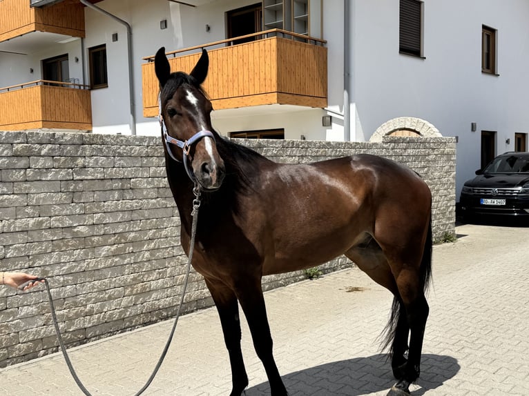 Duitse draver Ruin 6 Jaar 169 cm Donkerbruin in Bruckmühl