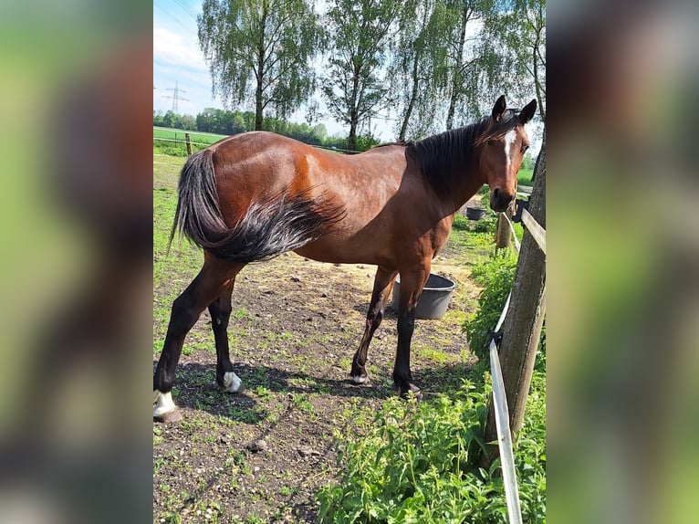 Duitse draver Ruin 7 Jaar 157 cm Bruin in Bruckmühl